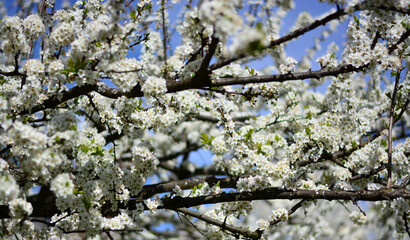 the tree blooms with the warm rays of the spring sun