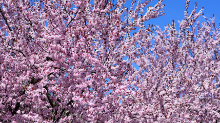 a beautiful bloom of pink colors with the blue sky background