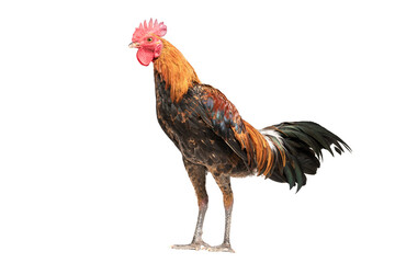 rooster walking isolated on white, studio shot,chicken.
