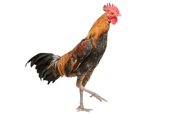 rooster walking isolated on white, studio shot,chicken.