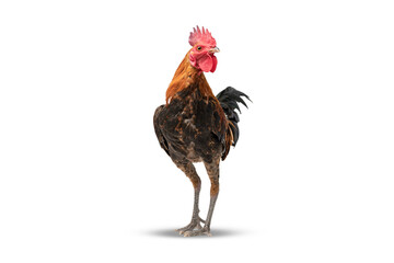 rooster walking isolated on white, studio shot,chicken.