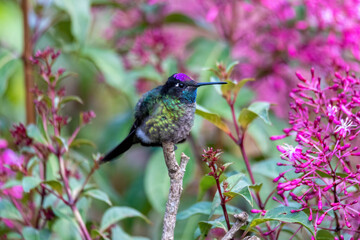 Violet-headed hummingbird (Klais guimeti) Beautiful bird at San Gerardo de Dota, Wildlife and...