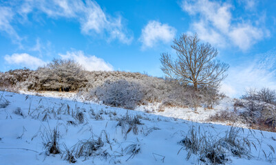 forest landscape with rural path, Tree covered by white snow Czech Republic, Vysocina region highland