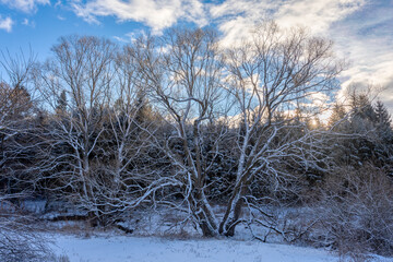 Obraz na płótnie Canvas Forest landscape, tree covered by white snow Czech Republic, Vysocina region highland
