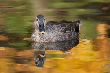 カモ　鴨　紅葉で黄金色の湖面に浮かぶカモ