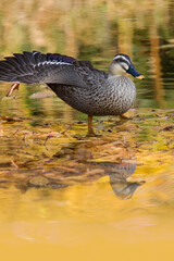 カモ　鴨　紅葉で黄金色の湖面に浮かぶカモ