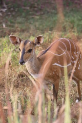 antelope in the forest