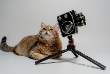 Retro camera. The cat sits near the retro camera.