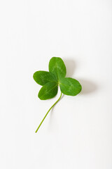 A four leaf clover on white background. Good for luck or St. Patrick's day. Shamrock, symbol of fortune, happiness and success. Make a wish concept. Close up, vertical