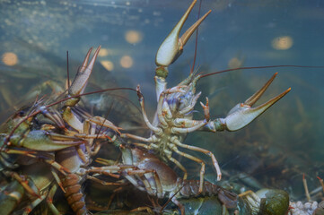 crayfish in aquarium