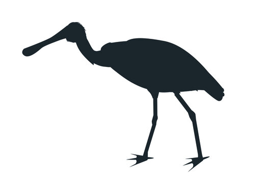 recommend clip art: Black silhouette of a black-faced spoonbill bird (Platalea minor)