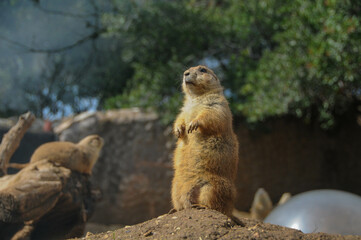 prairie dog on the rock