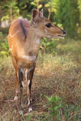 antelope  in the forest