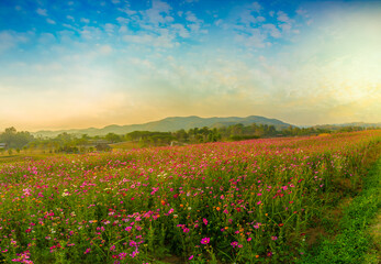 Beautiful and amazing of cosmos flower field landscape in sunset. nature wallpaper background. stock