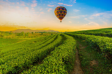 Color hot air balloon over the tea plantation with mountain background 