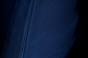 Blue macro feather,Macro shot a bird feather close-up in Black background ,Parrot feather macro texture,Parrot feather macro texture,Blue macro feather,Feather, Animal, Bird, UK, Macaw,Blue and Purple © banjongseal324