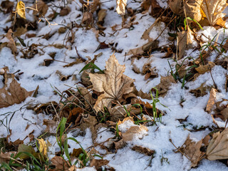 Close-up of a dried maple leaf standing up on the snowy ground on a cold December morning with a blurred background.
