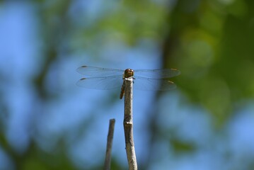 夏の庭、トンボ © FURISHO