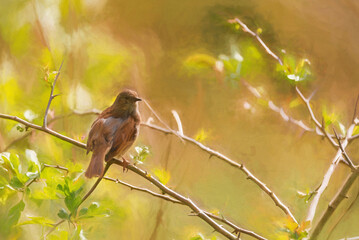 Digital painting of a single Dunnock, Prunella modularis, or hedge accentor, hedge sparrow, or hedge warbler in a tree