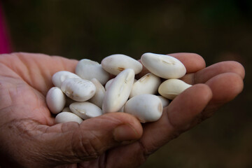 Runner Bean White Lady is a white flowered climbing variety with excellent flavour