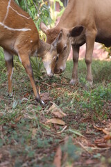antelope and cow in the woods
