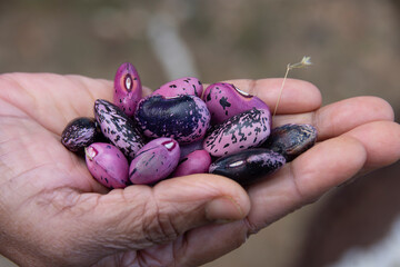 Scarlet Runner Beans are one of the oldest runner beans in existence. Used for ornamental purposes...