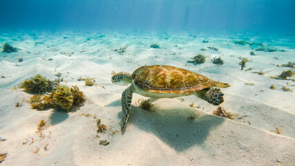 Tortue en train de nager dans une eau turquoise dans l'ocean sur le sable en guadeloupe 