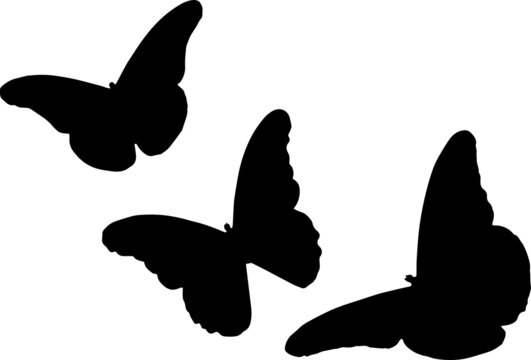 Butterfly Silhouettes Butterfly SVG EPS PNG