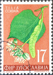 Yugoslavia - circa 1955: a postage stamp from Yugoslavia, showing plants of nature : Tilia cordata.