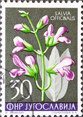 Yugoslavia - circa 1955: a postage stamp from Yugoslavia, showing plants of nature: Salvia...