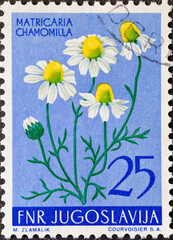 Yugoslavia - circa 1955: a postage stamp from Yugoslavia, showing plants of nature : Matricaria...