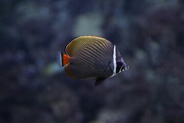 Fototapeta na wymiar Red-tailed butterflyfish (Chaetodon collare), also known as the Pakistani butterflyfish. Fish in aquarium underwater. Blur.