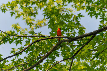 Cardinal In Tree Number Three