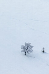 Frozen trees on the slope of a snowy mountain