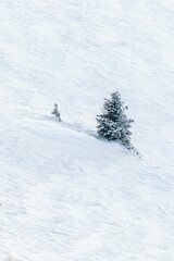 Naklejka na ściany i meble Frozen trees on the slope of a snowy mountain
