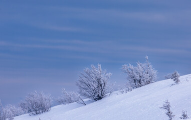 Fototapeta na wymiar Frozen trees on the slope of a snowy mountain