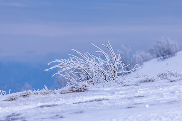 Frozen trees on the slope of a snowy mountain
