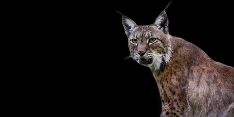 Fotobehang Template of a lynx on black background © AUFORT Jérome