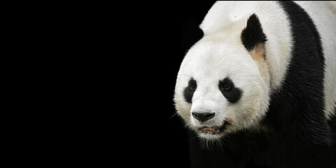 Template of panda black background