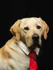 yellow labrador studio photo. he is wearing white collar and red tie. copy space
