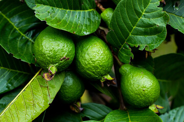guava