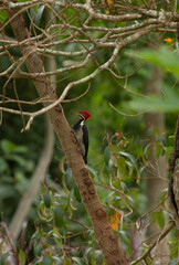 Woodpecker