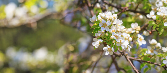 Spring background, banner - flowers of plum tree, selective focus, close up with space for text