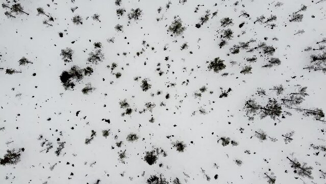Aerial drone top-down view of small trees on a snowy winter landscape in Estonia.