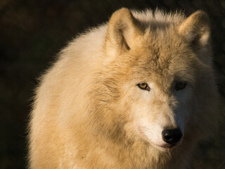 Obraz premium Loup blanc