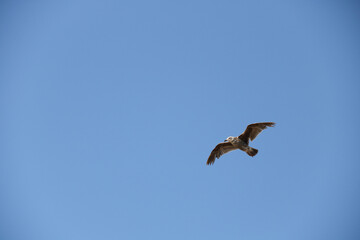 Gull flying against blue sky with room for text