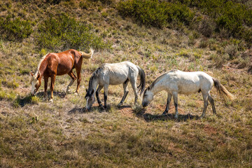 Three wild horses grazing in a row, North Dakota USA