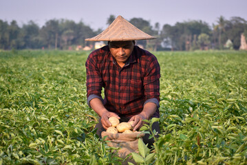 Naklejka na ściany i meble Farmer harvesting potato in the farmland or potato field