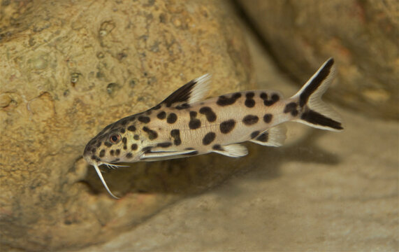 A closeup of the cuckoo catfish or pygmy leopard catfish, Synodontis petricola.