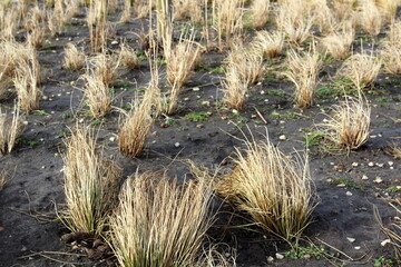 dry yellow grass on a background of black earth